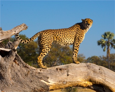 WID_4938.1.Cheetah.log.pose